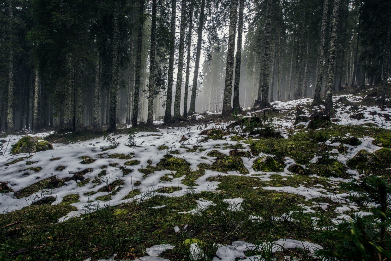 snowy forest floor