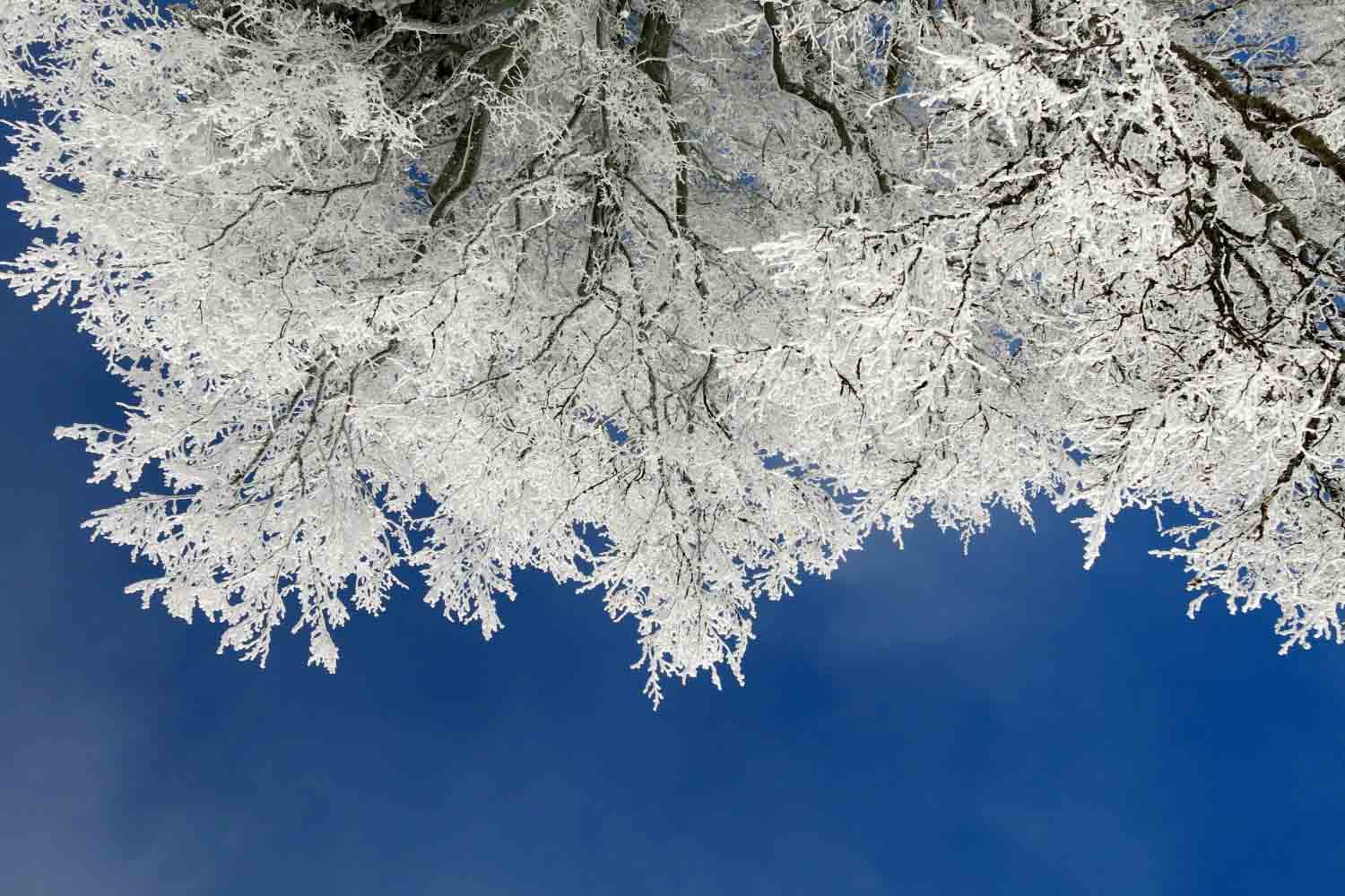 frozen tree blue sky
