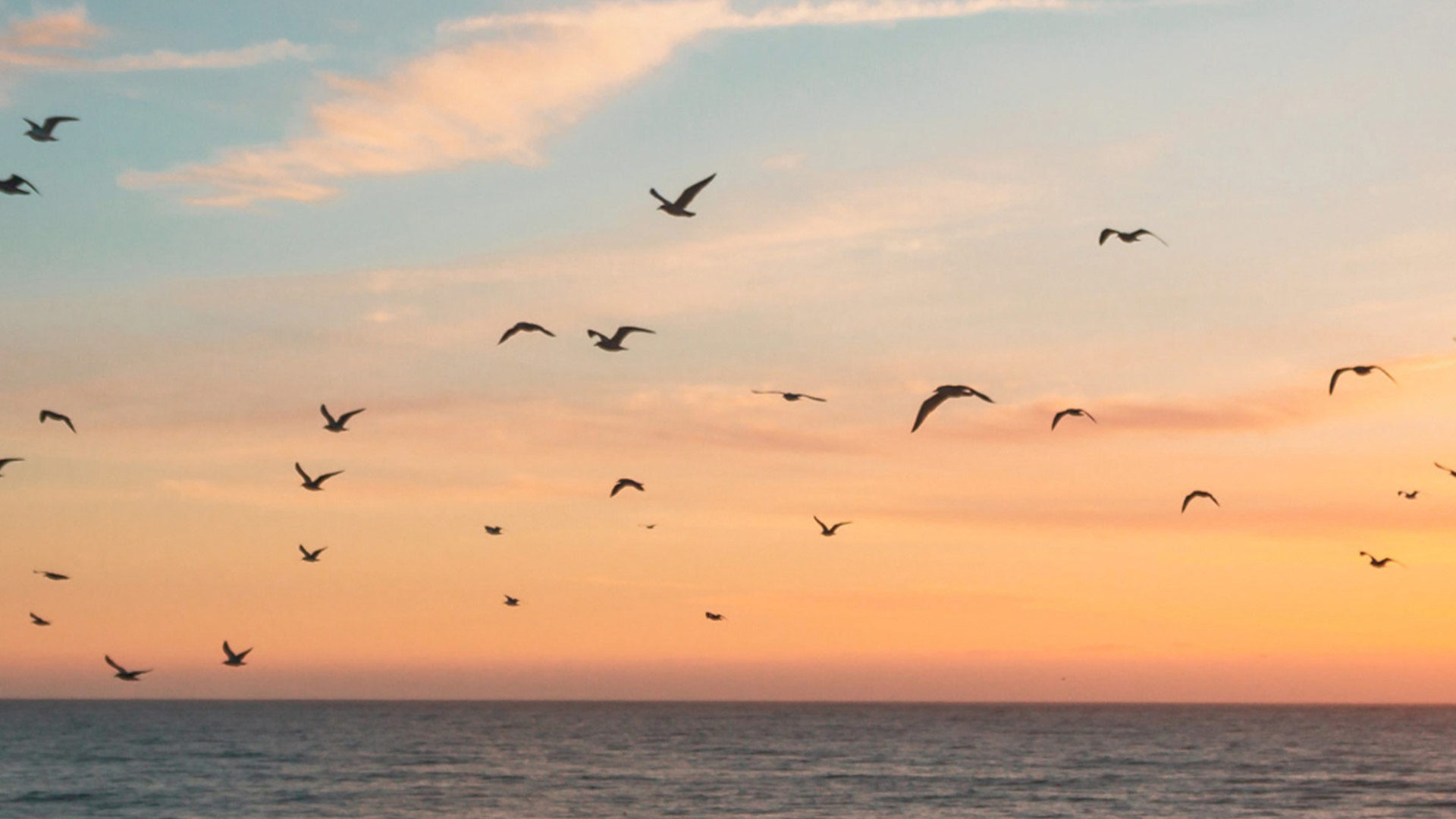 birds flying in a flock into the sunset